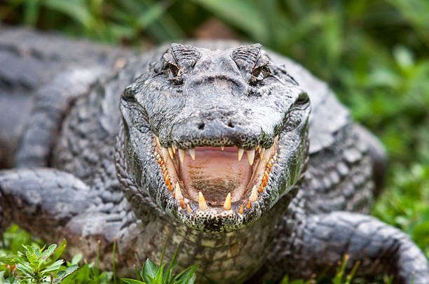Crocodile Crocodile with a big -open- mouth. predator teeth stock pictures, royalty-free photos & images