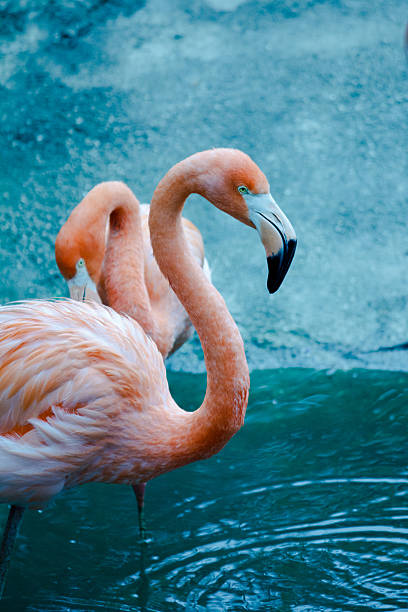 A bunch of pink flamingos hanging out by the water's edge.