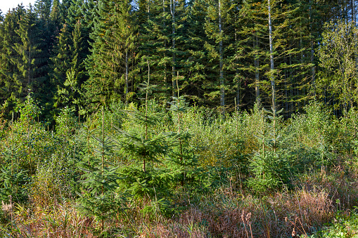 Large spruce trees with blue sunny sky from below