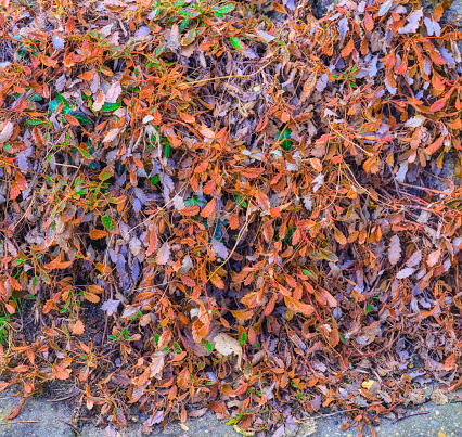 Ground covered by litter (dead dry leaves)