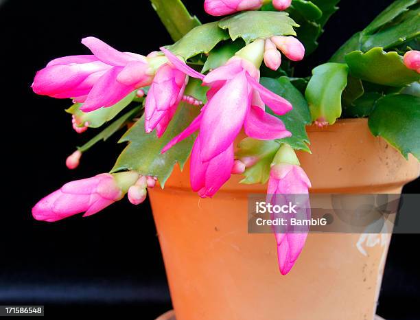 Flordeseda - Fotografias de stock e mais imagens de Flor-de-seda - Flor-de- seda, Beleza natural, Cor de rosa - iStock