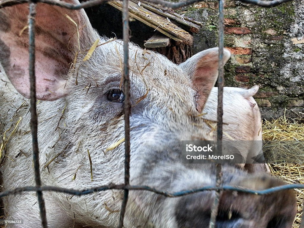 Les porcs dans les bars, de bétail - Photo de Porc - Mammifère ongulé libre de droits