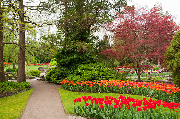 letti di tulipani - landscaped spring canada footpath foto e immagini stock
