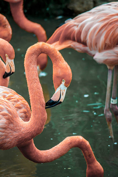 Flamingos in Gefangenschaft aufgezogen – Foto