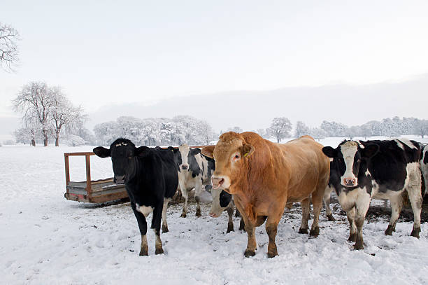 herd of hungry cattle in winter in the uk