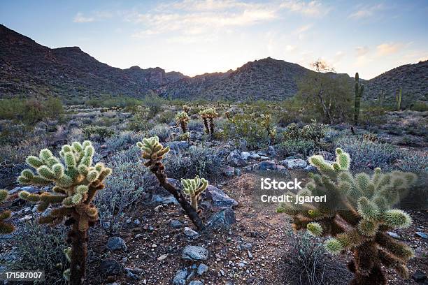 Foto de Urso De Pelúcia Do Pôrdosol e mais fotos de stock de Arizona - Arizona, Cacto, Cacto Gigante