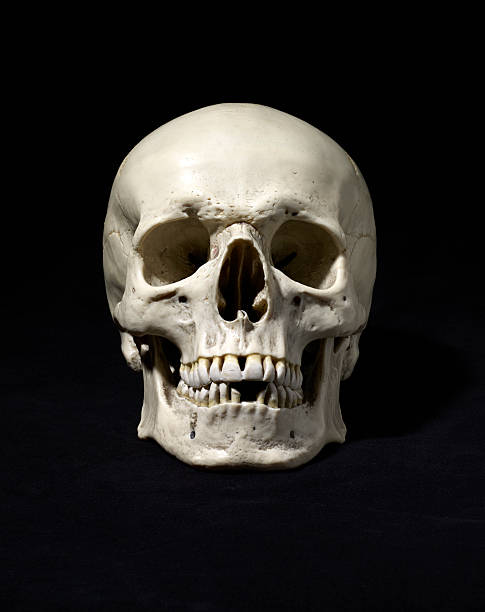 anatomically 正しい医療モデルの人の頭蓋骨 - 人間の頭蓋骨 ストックフォトと画像