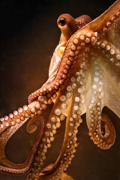 Octopus and tentacular suckers Close up view of an octopus in a fish tankMore Octopus Videoclip octopus stock pictures, royalty-free photos & images