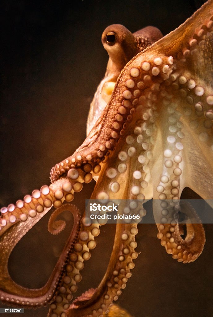 Осьминог и tentacular suckers - Стоковые фото Осьминог роялти-фри