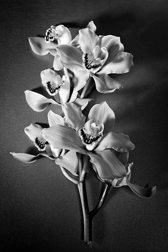 Orchid flower in black and white