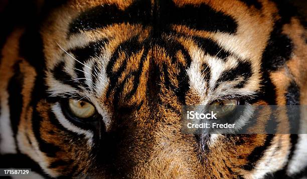 Augen Der Tiger Stockfoto und mehr Bilder von Tiger - Tiger, Tigerauge, Nahaufnahme