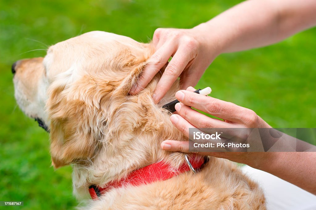 Rimozione di una Zecca del cane - Foto stock royalty-free di Zecca - Animale