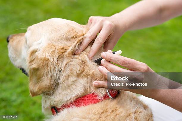 Rimozione Di Una Zecca Del Cane - Fotografie stock e altre immagini di Zecca - Animale - Zecca - Animale, Cane, Zecca del cane