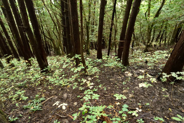 besteigung des mount adatara, fukushima, japan - nihonmatsu stock-fotos und bilder