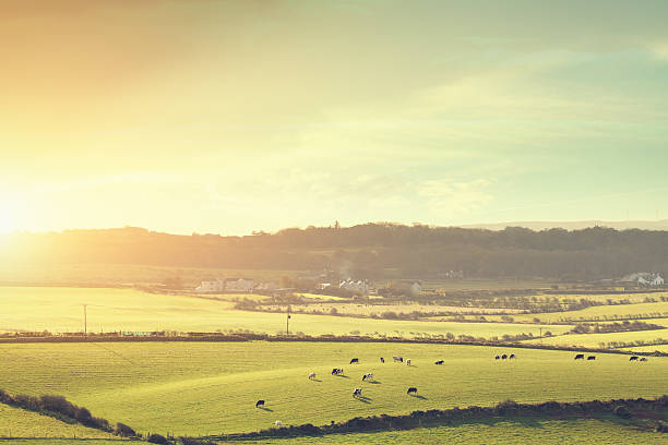 cows in the morning sunlight - shot in Ireland