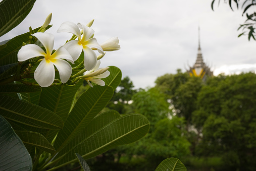 Frangipani blossoms on an overcast day in Choeung Ek, the infamous Killing Fields south of Phnom Penh, Cambodia. The pagoda in the background houses hundreds of victims' skulls.