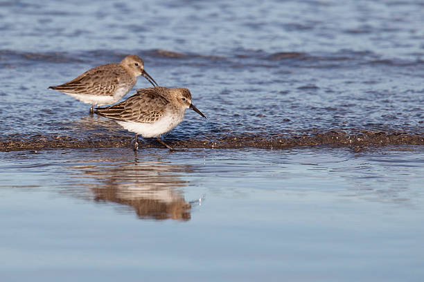 istock Two Dunlin Waders in Winter Plumage - Calidris alpina. 171587682