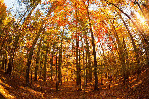 great smoky mountains) 의 추절 - great smoky mountains great smoky mountains national park tree group of objects 뉴스 사진 이미지