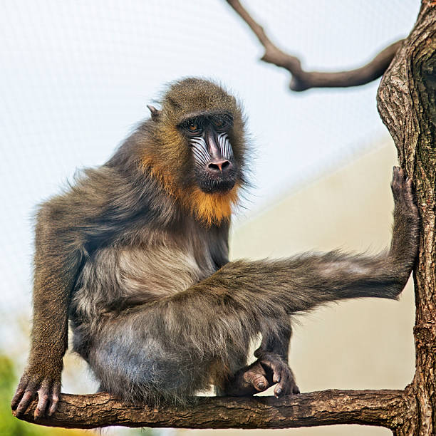 Colorful mandrill baboon, selective focus on eyes