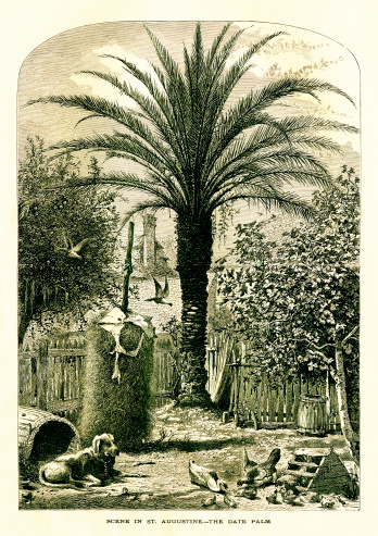 Antique wood engraving depicting a scene in St. Augustine, U.S. state of Florida - the date palm. Illustration published in Picturesque America (D. Appleton & Co., New York, 1872). MORE VINTAGE AMERICAN ILLUSTRATIONS HERE: