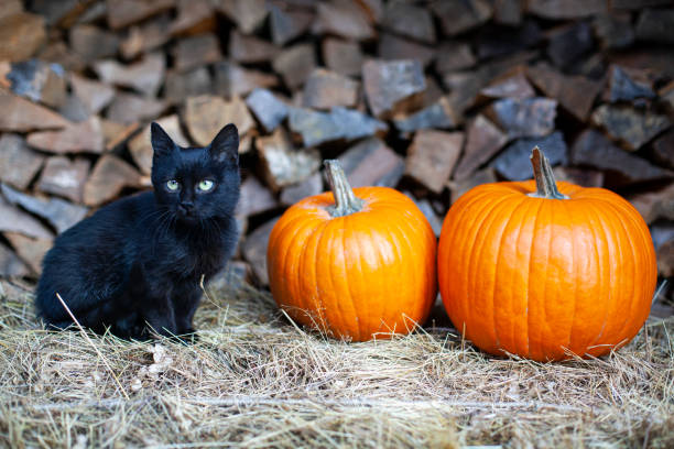 Black young cat and pumpkins on straw in a barn, Halloween