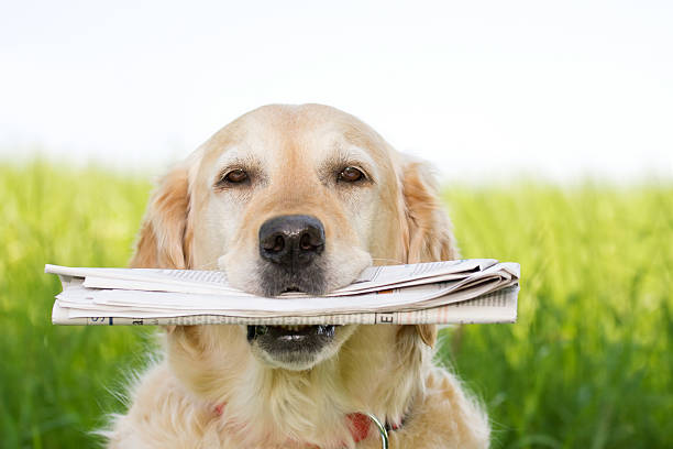 perro con el periódico - newspaper dog pets grass fotografías e imágenes de stock