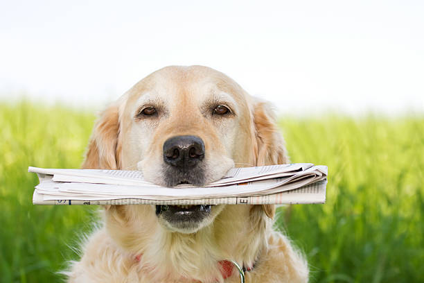 犬の新聞 - dog newspaper retrieving document ストックフォトと画像