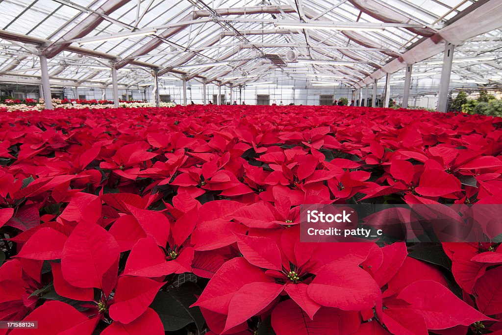 Poinsettias - Foto de stock de Bico-de-Papagaio royalty-free