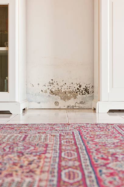 Mold Mould Stains on Damp Wall between Cabinets Mold Mould Stains on Damp Wall between Cabinets fungal mold stock pictures, royalty-free photos & images