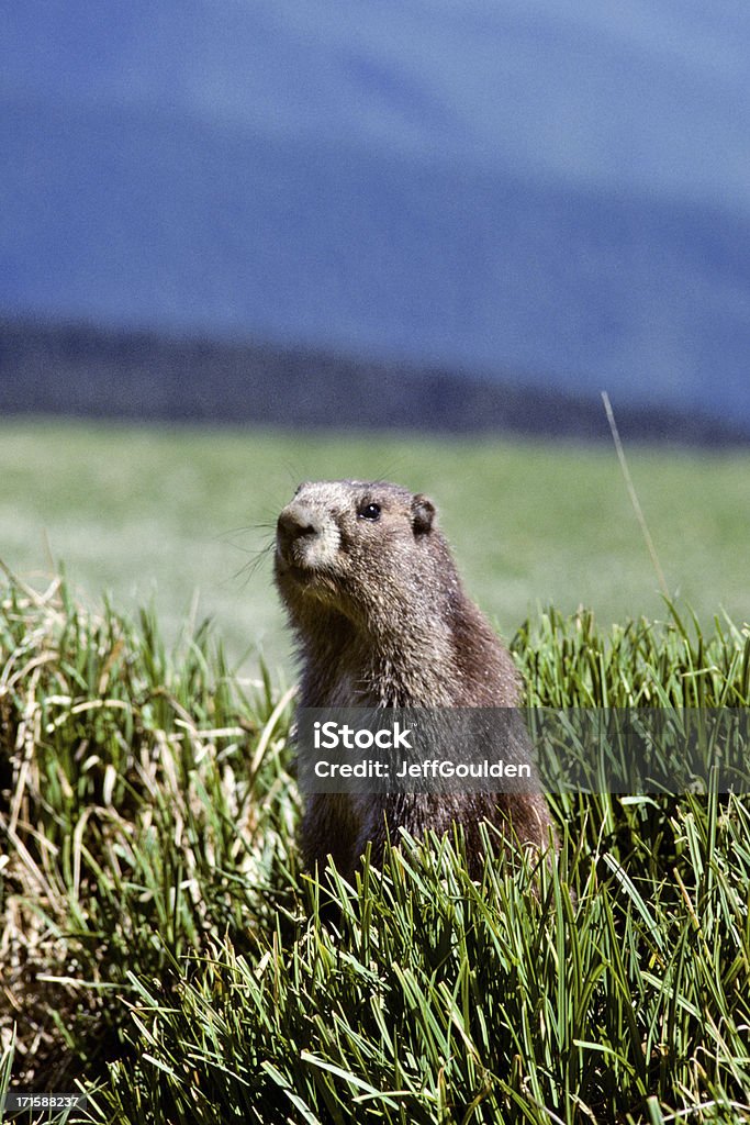 Marmotta Olimpico - Foto stock royalty-free di Animale selvatico