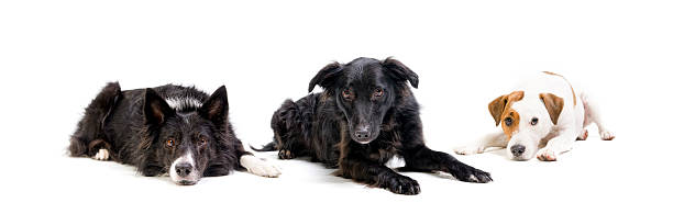 la niche. - dog pleading three animals isolated photos et images de collection