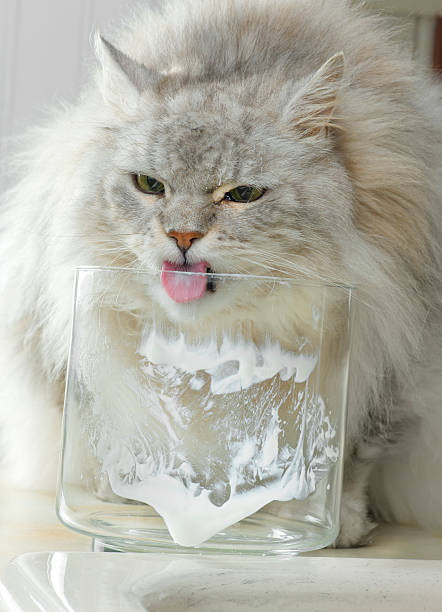 A Maine Coon Cat reaches into a bowl to lick yogourt from the sides.