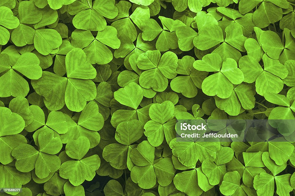 Sun Dappled Shamrock Leaves The vibrant green shamrock (Oxalis acetosella) is a traditional Irish symbol of good luck and prosperity. This shamrock plant was found along the Nisqually River in Mount Rainier National Park, Washington State, USA. Irish Culture Stock Photo