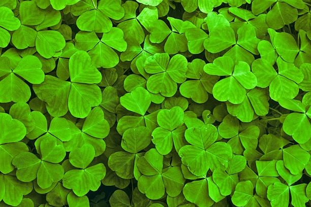 Sun Dappled Shamrock Leaves The vibrant green shamrock (Oxalis acetosella) is a traditional Irish symbol of good luck and prosperity. This shamrock plant was found along the Nisqually River in Mount Rainier National Park, Washington State, USA. jeff goulden inspiration stock pictures, royalty-free photos & images