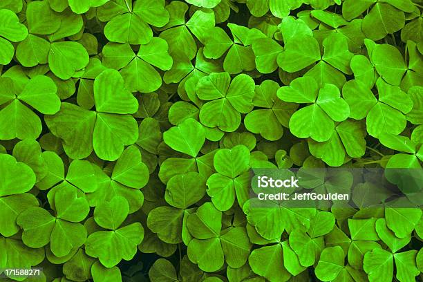 Sun Dappled Shamrock Leaves Stock Photo - Download Image Now - Irish Culture, St. Patrick's Day, Backgrounds