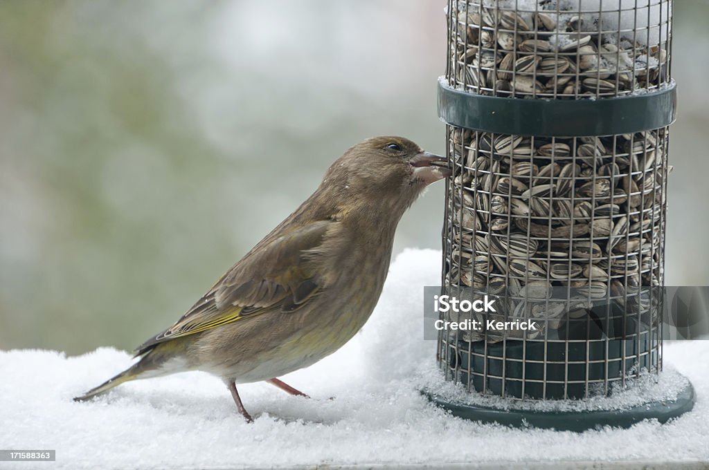 "Mann, besuchen Sie" young greenfinch at bird feeder - Lizenzfrei Sonnenblumenkern Stock-Foto