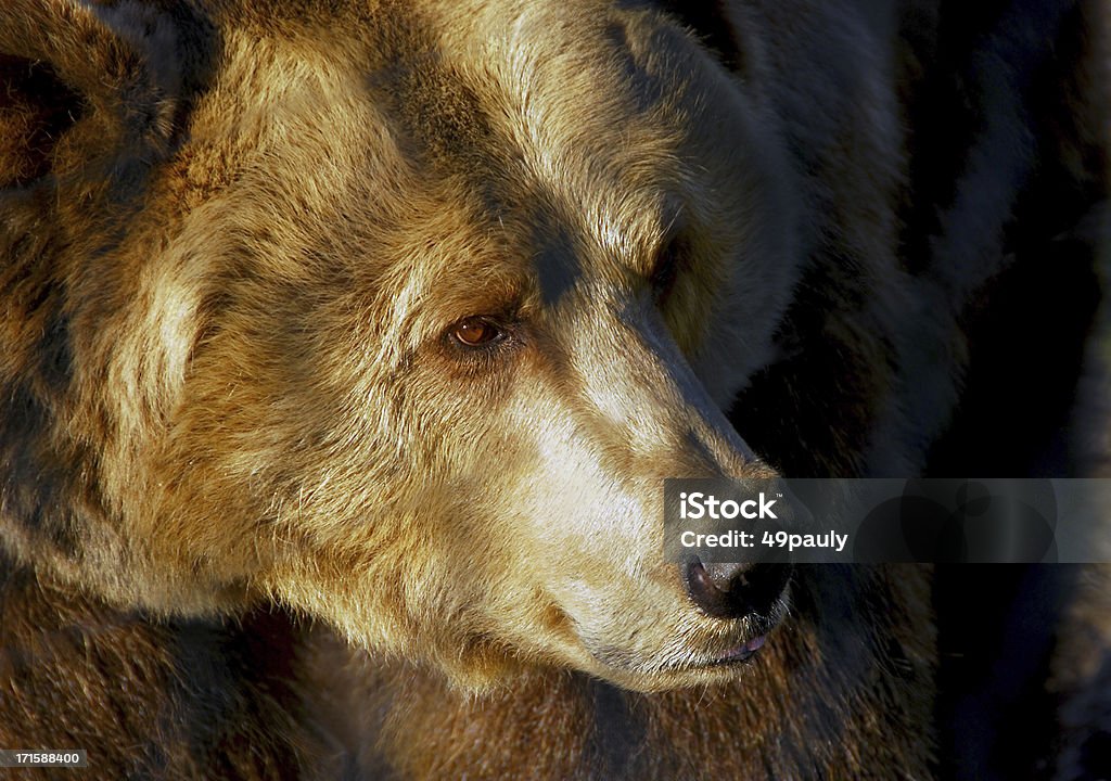 Orso bruno europeo - Foto stock royalty-free di Orso bruno