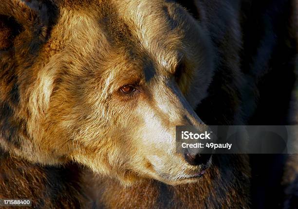 Ursopardoeuropeu - Fotografias de stock e mais imagens de Urso-pardo - Urso-pardo, Vista Lateral, Animal