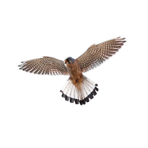 Kestrel (Falco tinnunculus) stock photo