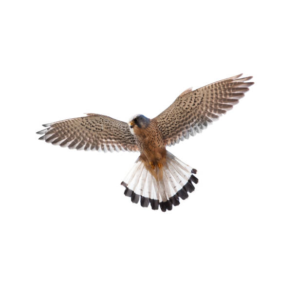 francelho (falco tinnunculus) - gavião pássaro - fotografias e filmes do acervo