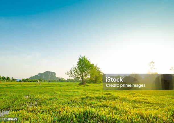 Morning Sun Shining Through The Blooming Tree Stock Photo - Download Image Now - Beauty, Horizon, Landscaped