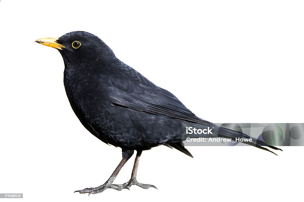 Blackbird (Turdus merula) - Foto stock royalty-free di Merlo