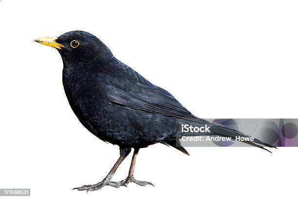 Blackbird - Fotografie stock e altre immagini di Merlo - Merlo, Uccello, Scontornabile