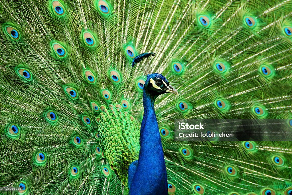 Porträt der Pfau mit Federn aus - Lizenzfrei Pfau Stock-Foto