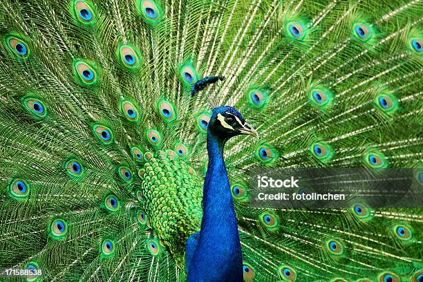 Porträt Der Pfau Mit Federn Aus Stockfoto und mehr Bilder von Pfau - Pfau, Einzelnes Tier, Farbton