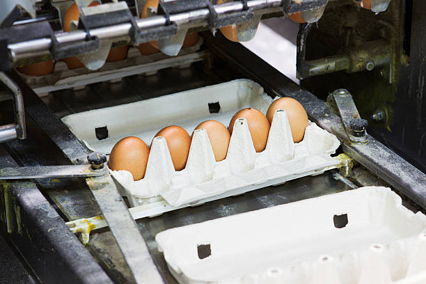 istock Egg factory...production line with fresh eggs 171588542