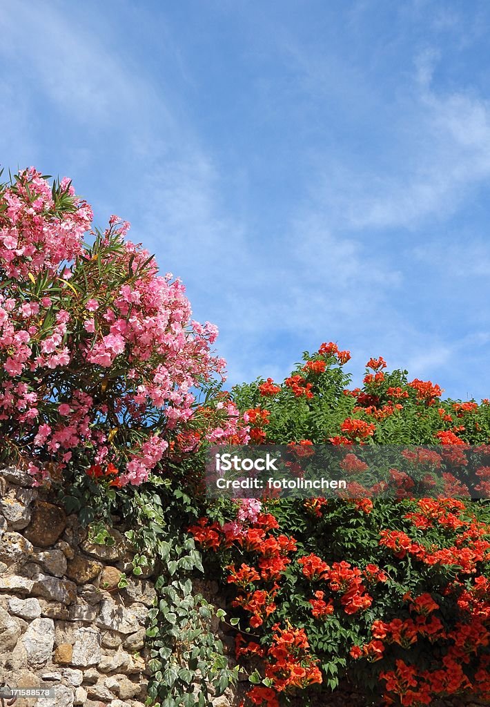 Oleander und campsis Blumen - Lizenzfrei Rankenpflanze Stock-Foto