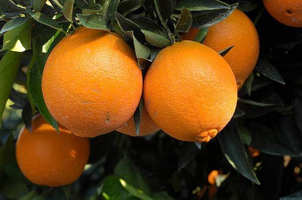 Close-up of Navel Oranges Ripening On Tree Close-up of navel oranges ripening on tree.Taken In Fresno, California, USA.Please view related images below or click on the banner lightbox links to view additional images, from related categories. navel orange photos stock pictures, royalty-free photos & images
