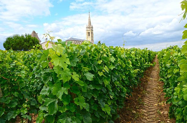 Vineyard Vineyard in Berdeaux region in France, with a church tower on the horizon saint emilion photos stock pictures, royalty-free photos & images