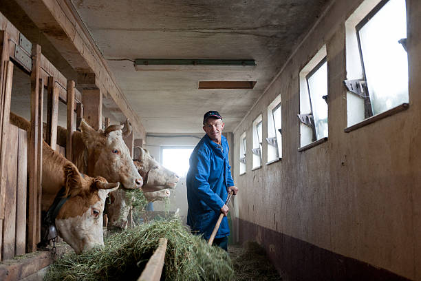 agricultor alimentar as vacas em barn - farmer color image photography switzerland - fotografias e filmes do acervo